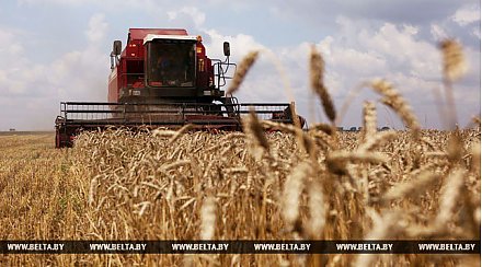 Белорусские аграрии намолотили более 3 млн т зерна