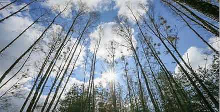 Ограничения на посещение лесов введены в 19 районах Беларуси