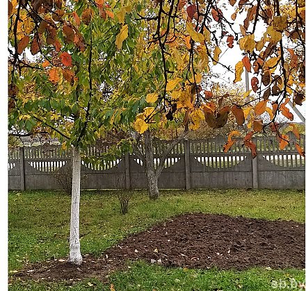 Как помочь деревьям и кустарникам на дачном участке подготовиться к благополучной зимовке