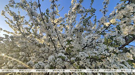 Кратковременные дожди, грозы и до +14°С. Какой будет погода в Беларуси 11 мая