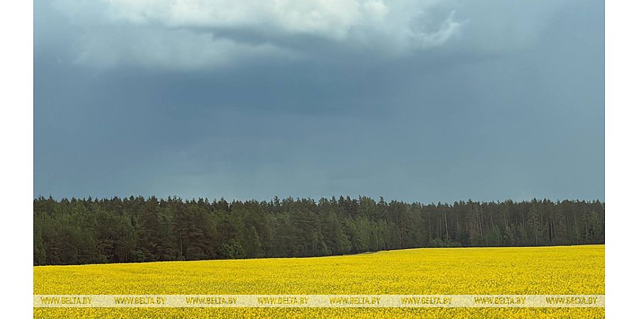 Дожди на большей части территории. Какой будет погода 26 мая