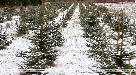 Лесхозы Беларуси реализовали более 162 тыс. новогодних деревьев