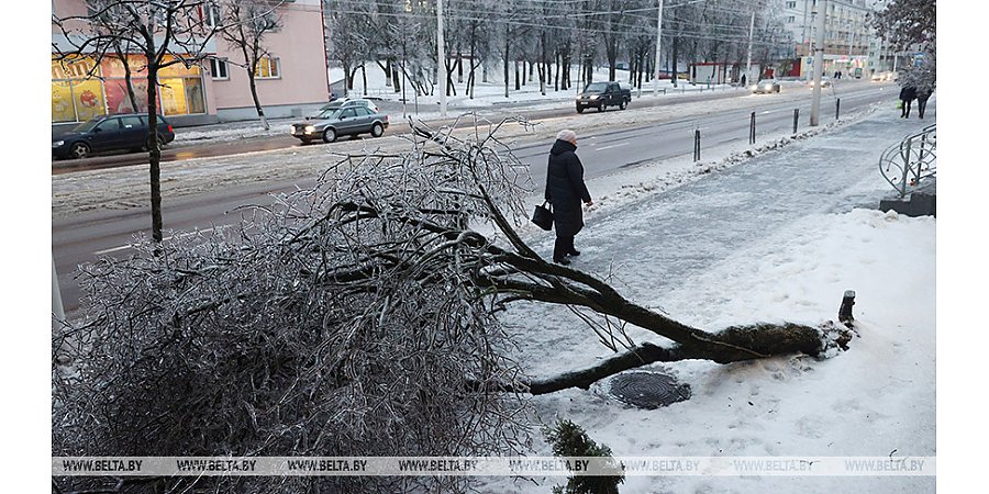 Последствия непогоды в Беларуси: 163 упавших дерева и 28 поврежденных авто