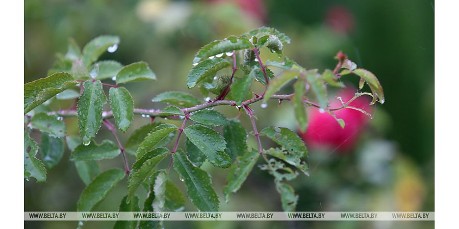 Дожди пройдут на большей части Беларуси 20 сентября