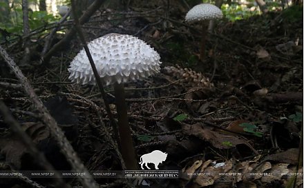 Новый редкий «краснокнижный» гриб нашли в Беловежской пуще