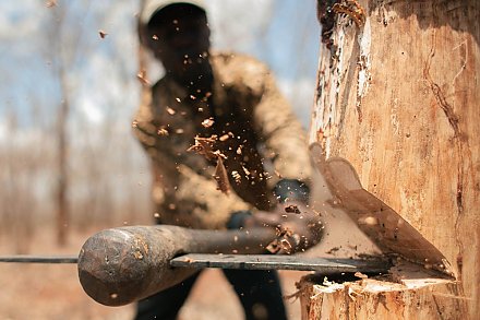 Нарубил так нарубил! Житель Вороновского района вырубил 115 "живых" деревьев