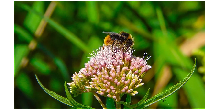 Побалуйте себя чаем с медом: народные приметы на 28 апреля