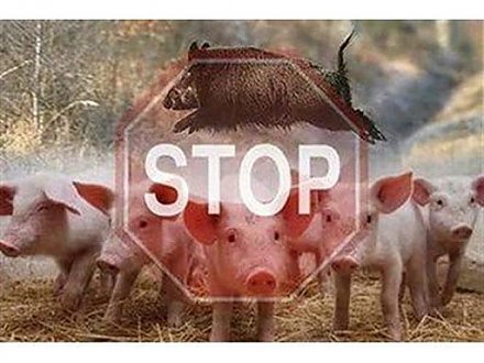 Африканская чума свиней: как с ней бороться?