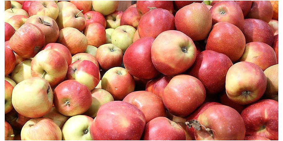 Беларусь с 1 сентября на шесть месяцев вводит лицензирование вывоза яблок