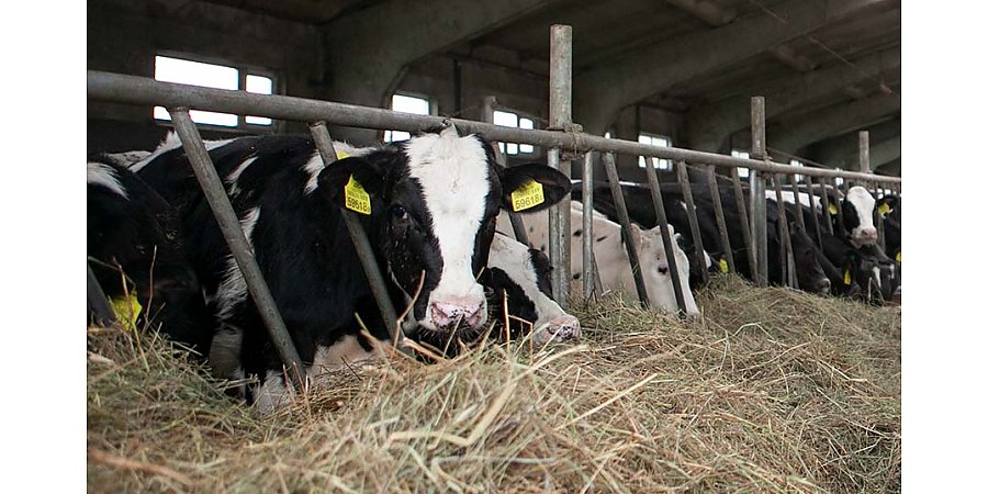 Из-за падежа скота прокуратура Гродненской области предъявила 33 иска о взыскании ущерба на сумму около 90 тысяч рублей
