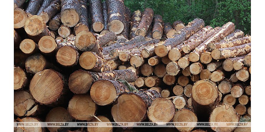 В Беларуси древесину начнут продавать по новым правилам. Узнали подробности