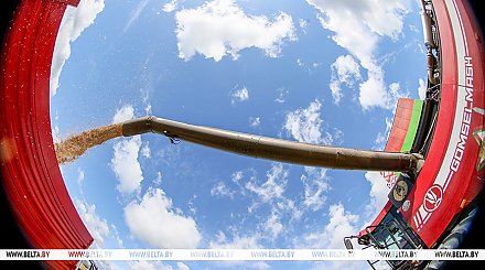 Белорусские аграрии намолотили почти 8,3 млн тонн зерна