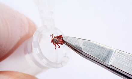 Как избежать укусов клещей