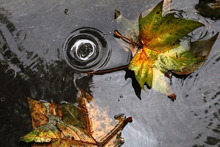 Тепло и дождливо. Погода на 11 ноября в Беларуси