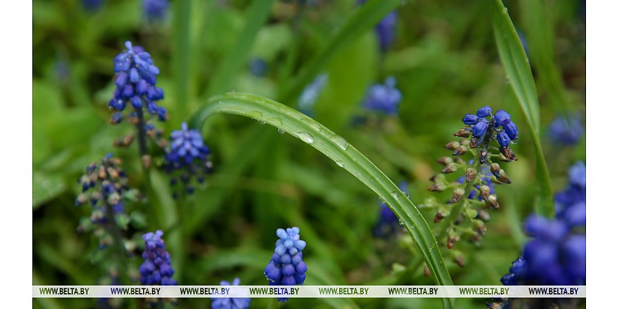 Сильные дожди и грозы ожидаются в Беларуси 4 мая