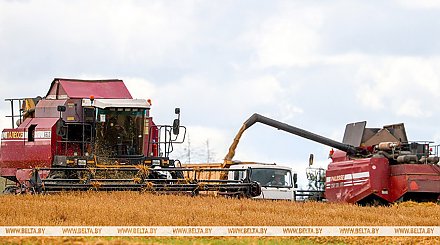 Свыше 9,9 млн тонн зерна с рапсом и кукурузой намолочено в Беларуси