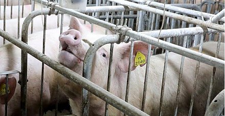 Беларусь и Россия планируют создать селекционно-гибридные центры в АПК