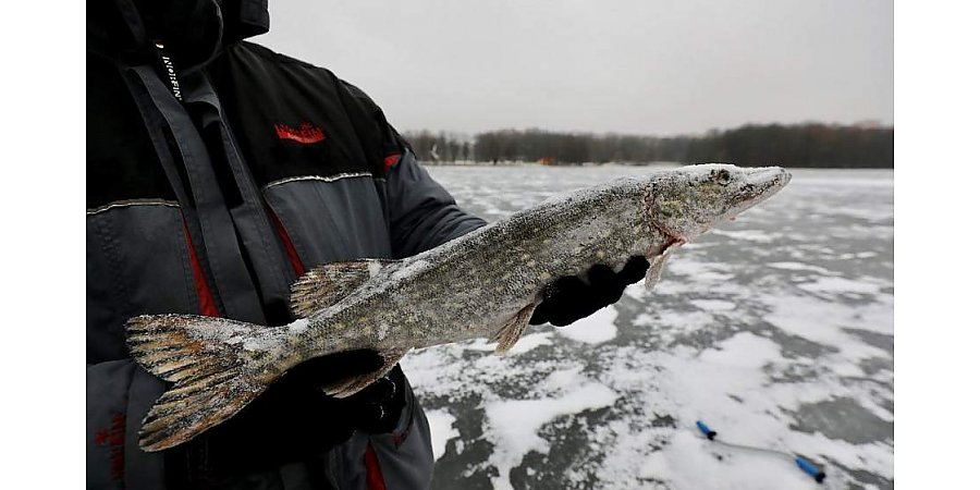 Лов щуки запрещен в большинстве регионов Беларуси
