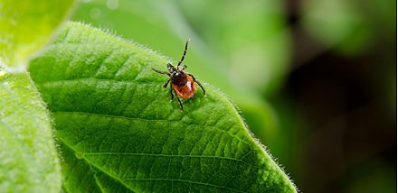 Как обезопасить себя от инфекции, которую переносят клещи?