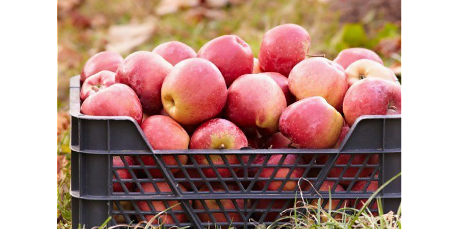 Как всю зиму хранить яблоки: лучшие способы в домашних условиях