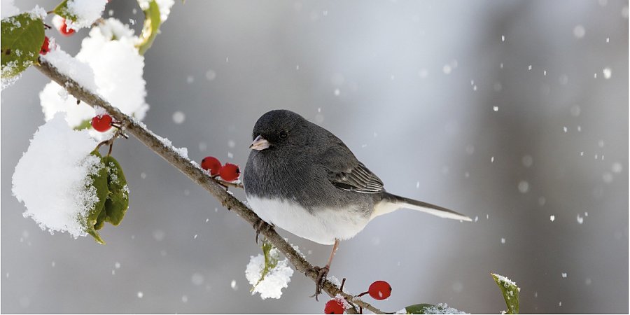 Морозы начнут отступать, но есть нюанс. Погода на 3-5 февраля