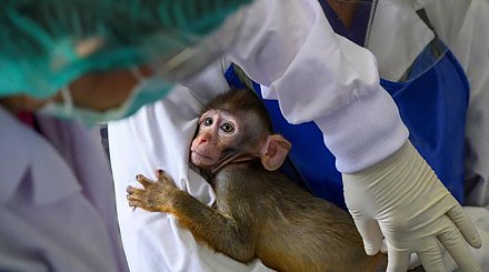 Таиланд приступит в октябре к испытаниям вакцины против коронавируса на добровольцах