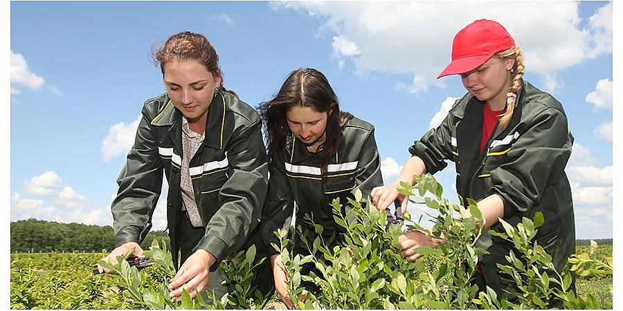 Более 300 организаций в Беларуси готовы трудоустроить учащихся без господдержки