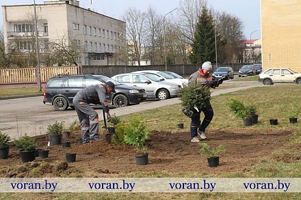 В озеленении райцентра — новинки