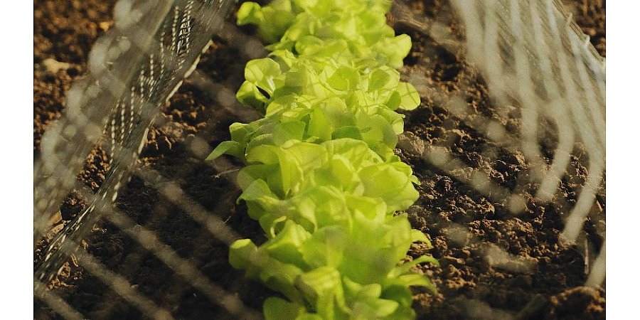 Что посадить в апреле из овощей и зелени? Полный список культур