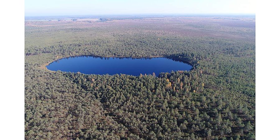The black stork, cranberry crops and a unique raised bog. Reserve "Dokudovsky": an oasis among peat bogs
