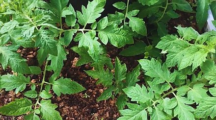 Когда сеять томаты на рассаду в 2026 году: точные сроки и лучшие дни по лунному календарю