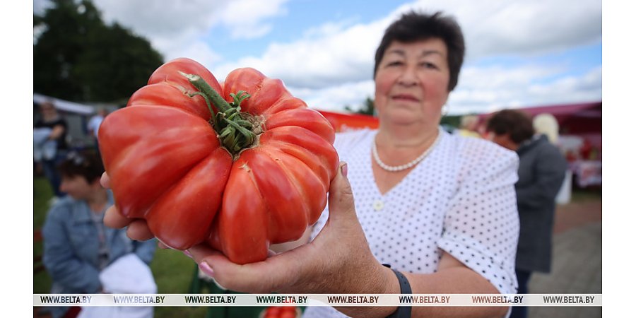На празднике «Ивьевский помидор» чего только не увидишь! Но главный там — сочный, спелый и вкусный томат