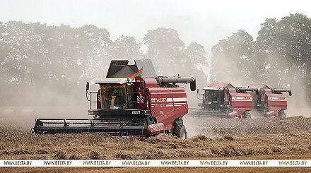 Белорусские аграрии намолотили 6 млн тонн зерна