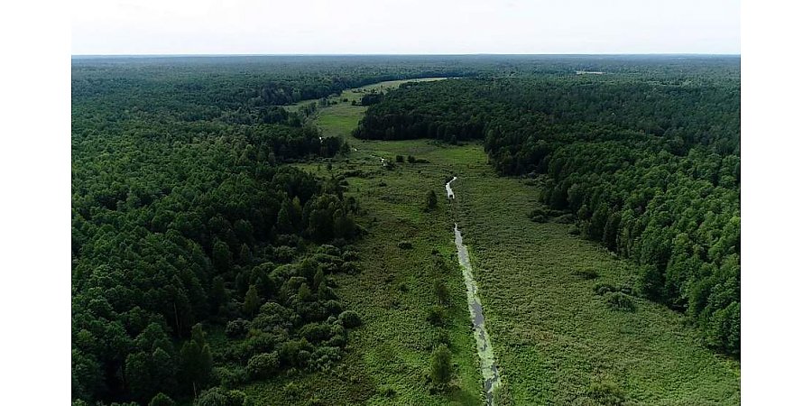 Музыкант «Песняров» Владислав Мисевич рассказал историю создания песни «Беловежская пуща»