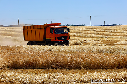 Первые полмиллиона тонн зерна с учетом рапса намолотили аграрии Гродненской области