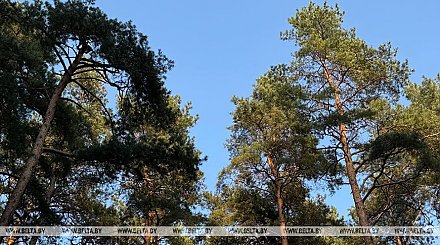 Ограничения на посещение лесов действуют в 14 районах Беларуси