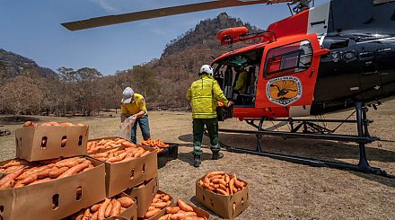 В Австралии сбрасывают с вертолетов корм для кенгуру в штате Новый Южный Уэльс