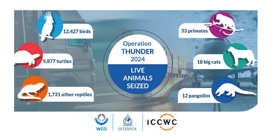 Около 20 тыс. животных изъято во время международной операции по борьбе с торговлей дикими животными