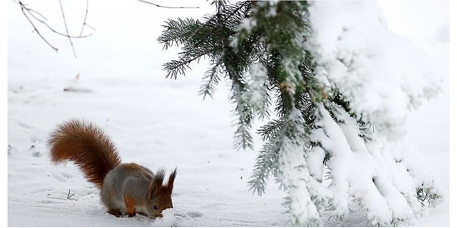Почти 45 тыс. животных погибли из-за крушения поезда с ядовитыми веществами в Огайо