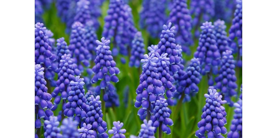 Посадите эту красоту в сентябре – весной обгонит тюльпаны в цветении