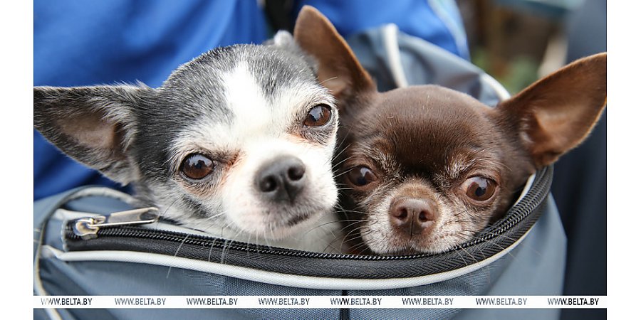 Что изменил закон об обращении с животными и что теперь грозит горе-хозяевам