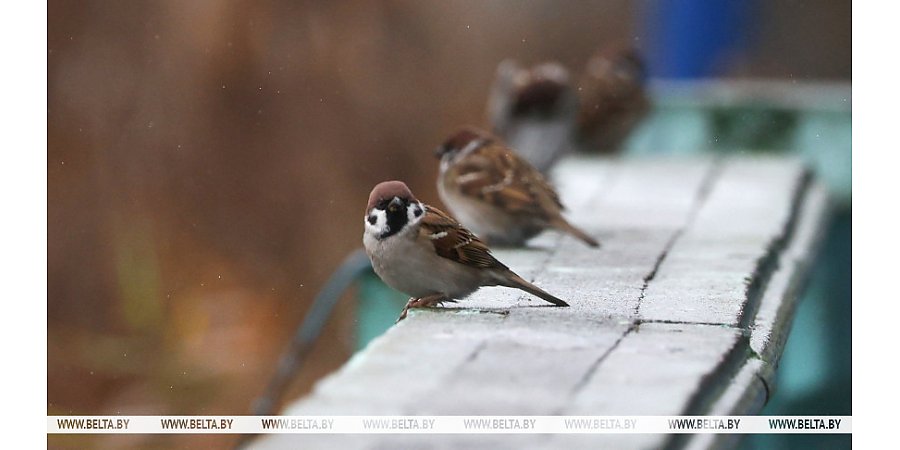 Теплый январь в Беларуси уступит место холодному февралю
