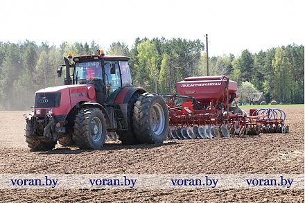 На Вороновщине сеют гречиху