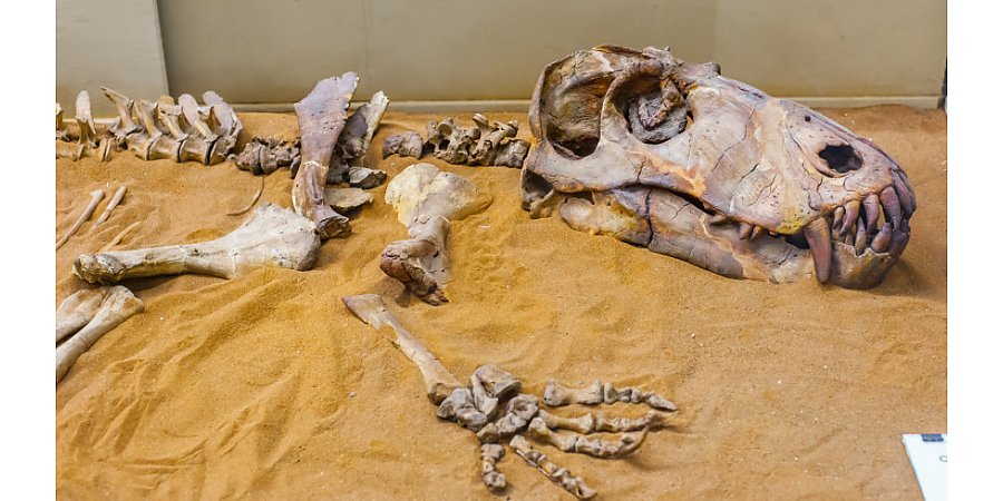 В Австралии нашли кости крупнейшего летающего ящера