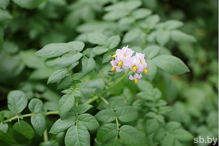 «Можно копать уже в начале июля». Белорусские ученые создали новые сорта картофеля