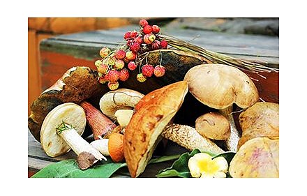 Изменился ли порядок сбора грибов и ягод после вступления в силу нового Лесного кодекса Республики Беларусь?