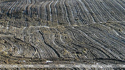 Необычно теплая погода не лучшим образом влияет на озимые культуры - Белгидромет