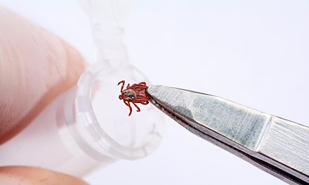 В Беларуси ожидается нашествие клещей