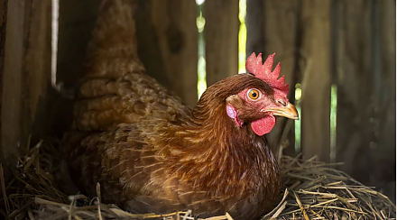 Народные приметы на 8 октября: что можно и нельзя делать в этот день