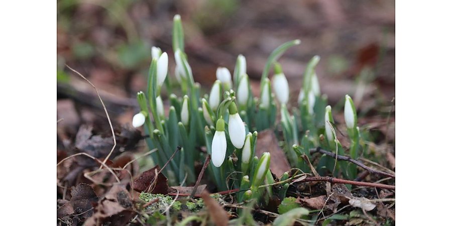 Подснежники, грибы, кленовый сок…Чем еще удивил январь?